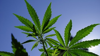 Feuilles de cannabis